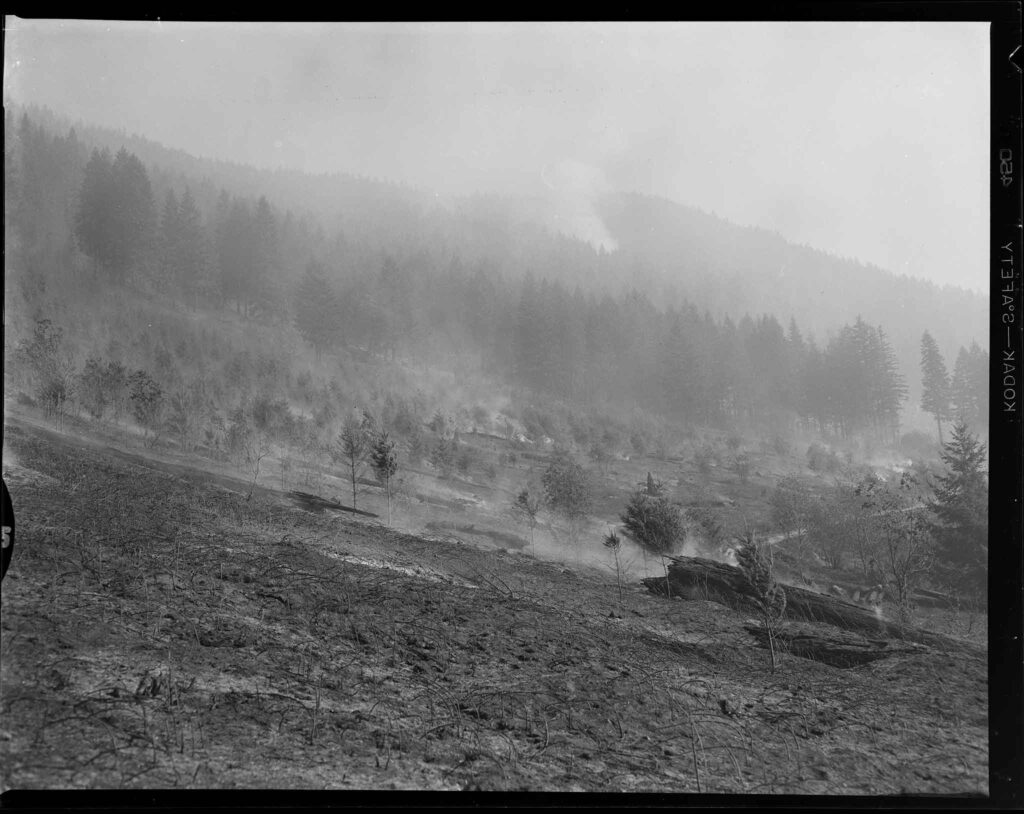 A scorched hillside from the fire near Mt Hood 