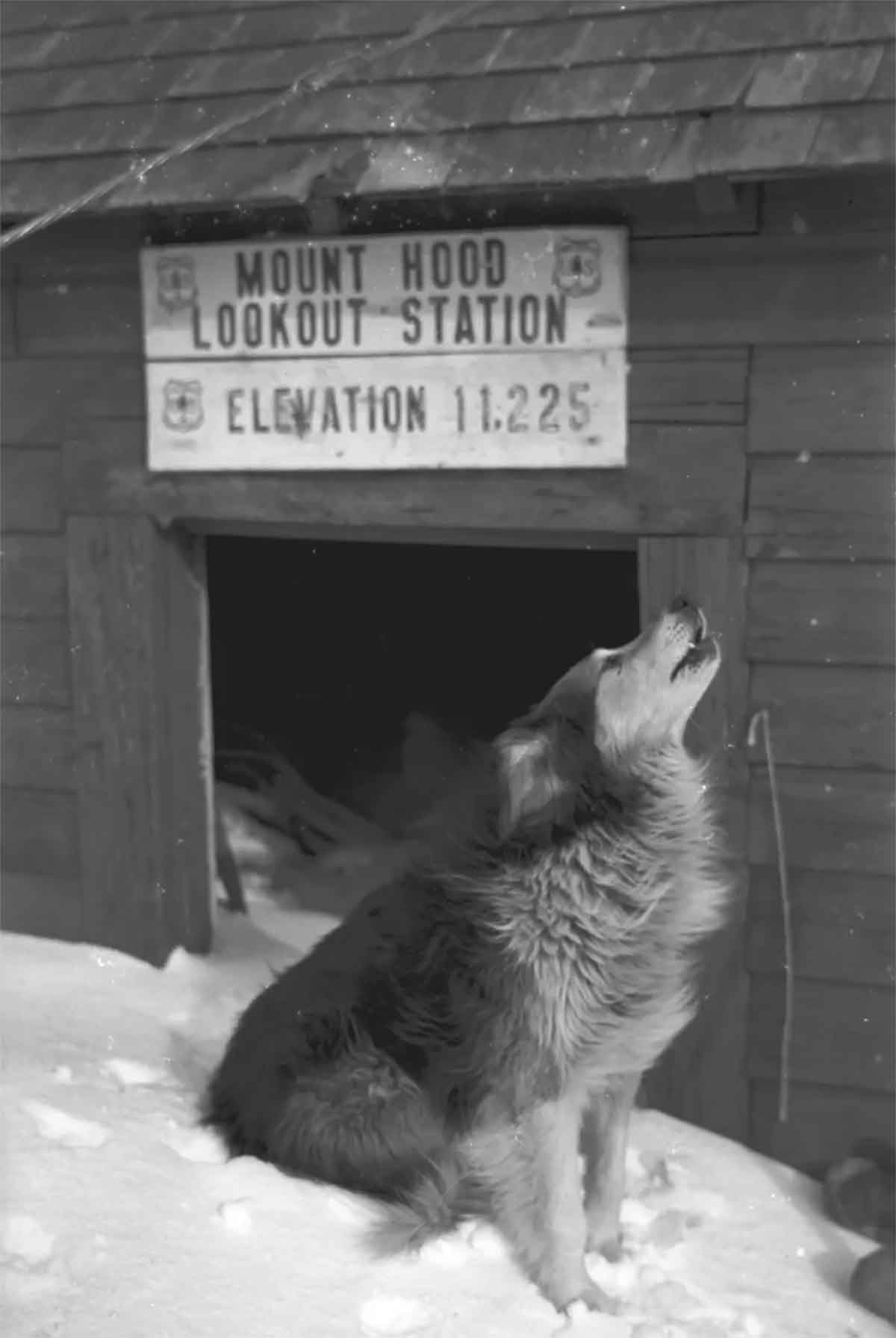Ranger on Mount Hood at the Fire Lookout Cabin